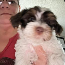 Girl 2 - Parti female Yorkshire Terrier puppy in Cocoa, Florida from SummerTime AKC Yorkies