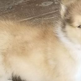 Boy 3 - Collie puppy in Seward, Pennsylvania from Scenic View Kennel