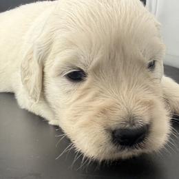 Winston - Light golden male Golden Retriever puppy in Marshfield, Missouri from Charm Puppies