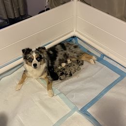 “Arrow” - Australian Shepherd