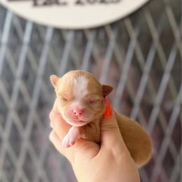 Brock - Red and white male Chihuahua puppy in Harrison, Michigan from Cloud9 Chihuahuas