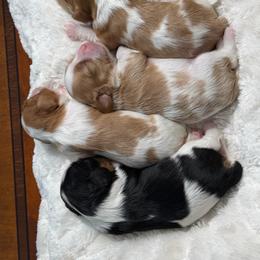 Blenheim Girl 1 - Blenheim female Cavalier King Charles Spaniel puppy in Little Rock, Arkansas from Montra Japanese Chin & Cavalier King Charles Spaniels