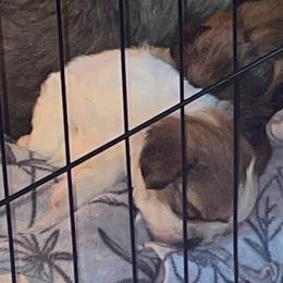 Boy 1 - Sable and white male Shih Tzu puppy in Troy, Texas from Smith Shih Tzu