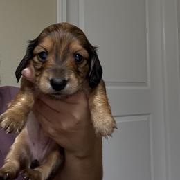 Blossom - Red female Dachshund puppy in Highland Heights, Kentucky from Gabriela's Dachshunds