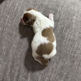 Uno - Piebald male Dachshund puppy in Athens, Alabama from 4 Moore Ranch