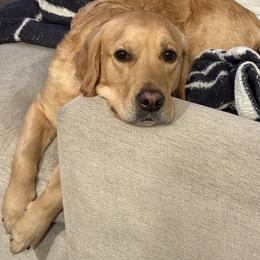 Golden Retriever All Grown Up from Emma Bekker
