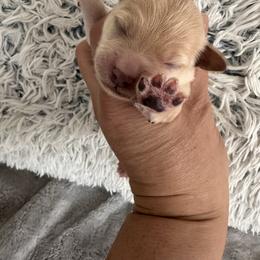 Boy 2 - Apricot male Maltipoo puppy in Denair, California from 209PuppiesCaliforniaMaltipoo