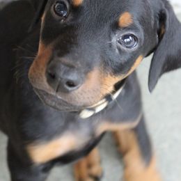 Doberman Pinschers from Dana's Dobies