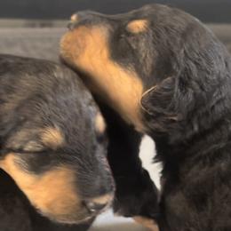 Girl 5 - Airedale Terrier puppy from DogwoodDales Airedale Terriers