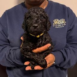 Kissy - Black female Goldendoodle puppy in Simpsonville, South Carolina from D & D Golden Doodles, LLC