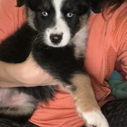 S’mores - Black tri-color Australian Shepherd puppy in Hillsboro, Missouri from Consider the Lilies Homestead