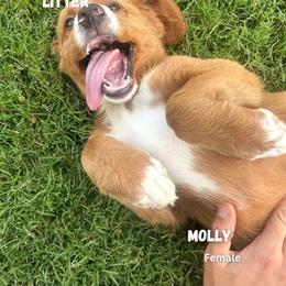 Molly - Red female Bernedoodle puppy in Glenwood, New Mexico from Brush Fire Doodles