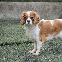 Cavalier King Charles Spaniel and Cocker Spaniel All Grown Up from Country View Puppies