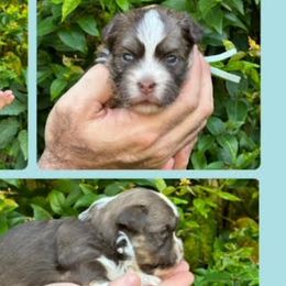BREEZY - Chocolate Havanese puppy in Miami, Florida from HavaReese Havanese