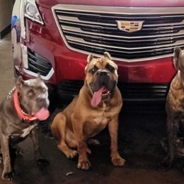 Cane Corso from Jay's Cane Corso