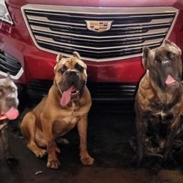 Cane Corso from Jay's Cane Corso