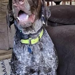 German Shorthaired Pointer puppies from French Creek GSPs