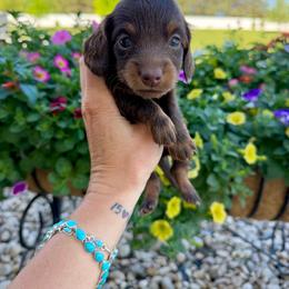 Cocoa Bean - Chocolate and tan male Dachshund puppy in Middleton, Idaho from Doodle Doxie