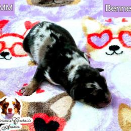 Bennett - Blue merle male Miniature Australian Shepherd puppy in Punta Gorda, Florida from Christie's Creekside Aussies