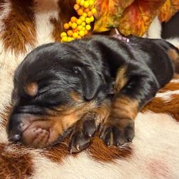 2 black - Black and rust female Doberman Pinscher puppy in Fraziers Bottom, West Virginia from Loyal Hearts Farm / RK's Dobermans