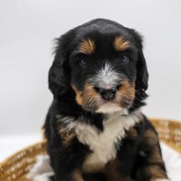 Cliff - Tri-color male Bernedoodle puppy in Edmond, Oklahoma from Rock N Roll Doodles