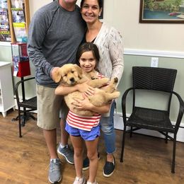 Golden Retriever Puppies from SwiftRiver Goldens