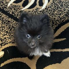 Pomeranian puppies from Pamispoms