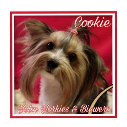Cookie - Biewer Terrier