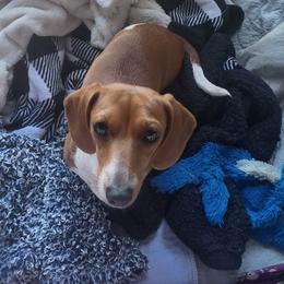 Ginger - Dachshund