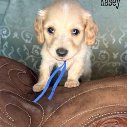 Kasey - Cream male Dachshund puppy in Lexington, Oklahoma from BooneDox Miniature Dachshunds