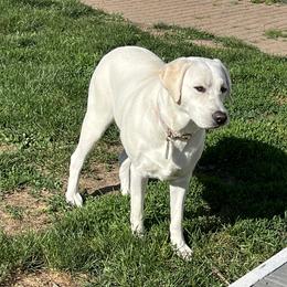 Bella - Labrador Retriever