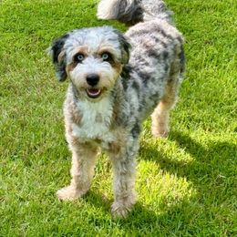 TinkerBell - Aussiedoodle
