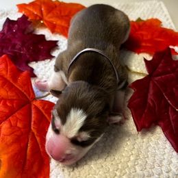Siberian Husky Puppies from Hito's Huskies