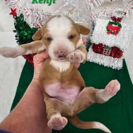 Kenji - Gray and white male Tibetan Terrier puppy in Dorena, Oregon from Angel Tibetans Of Oregon