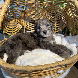Malbec - Girl 1 - Blue merle female Aussiedoodle puppy in Pomona, California from Socal Aussiedoodles