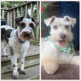Miniature Schnauzer puppies from Bobo’s Babies Kennels