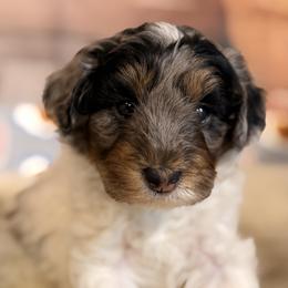 Patches - Blue merle male Aussiedoodle puppy in Dickerson, Maryland from Pawsome Aussie Doodles and Oodles