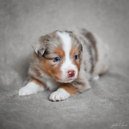 Red Merle female - Red merle female Miniature American Shepherd puppy in Rochester, Massachusetts from Anchored Roots Miniature American Shepherds