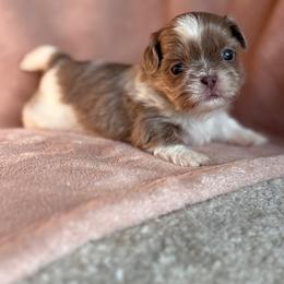 5 - Tricolor male Shih Tzu puppy in Las Vegas, Nevada from Vegas Shih Tzus