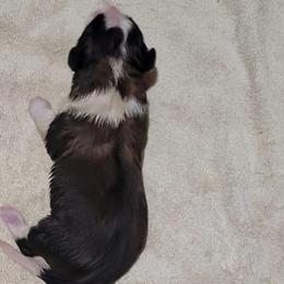 Carrie - Brown and white female Saint Bernard puppy in Lowpoint, Illinois from Minnie's Majestic Saints