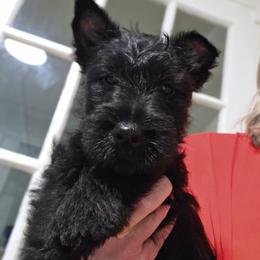 Blue Collar Male - Black male Scottish Terrier puppy in Eva, Alabama from Schulte's  Scottish Terriers