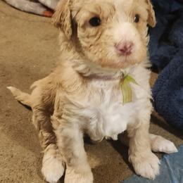 Jade - Apricot female Labradoodle puppy in Fostoria, Michigan from North Country Kennel Club