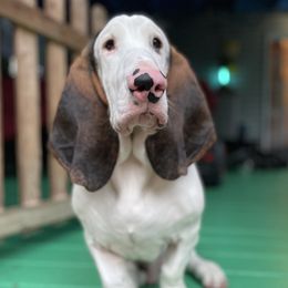 Homer - Basset Hound