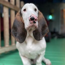 Homer - Basset Hound