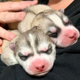 Siberian Husky Puppies from Collusion Siberian’s