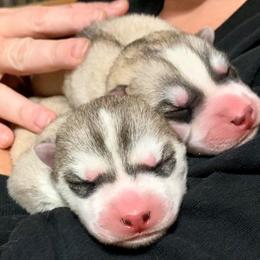 Siberian Husky Puppies from Collusion Siberian’s