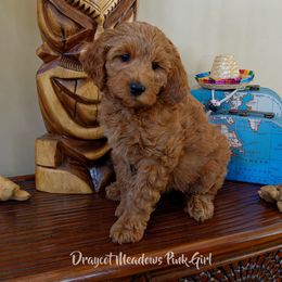 Australian Labradoodle Puppies from Draycot Meadows Australian Labradoodles
