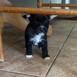 HHL - Black and white female Chinese Crested puppy in Agricola, Mississippi from Xiao Lin Chinese Cresteds
