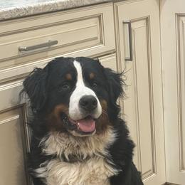 Waylon - Bernese Mountain Dog