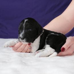 Mercedes - Black and white female Aussiedoodle puppy in Springfield, Missouri from Aspen River Doodles